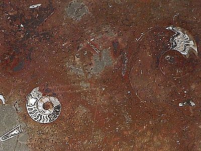 Desert Stone with Fossils