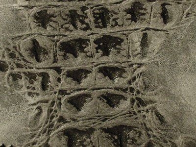 474 Cat 4B : Embossed Crocodile Grey