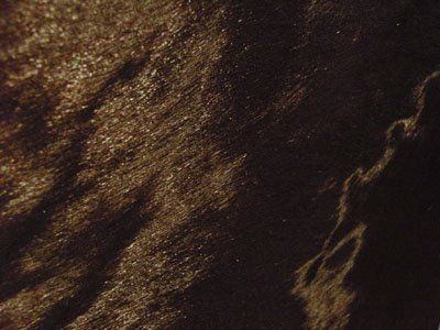 510 Cat 5 : Dark Brown Pony