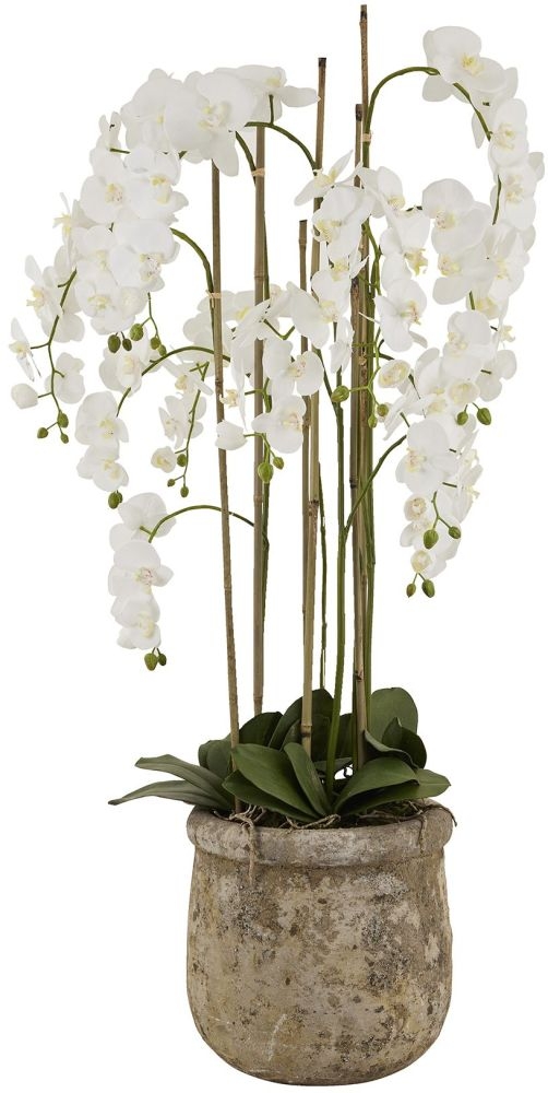 Large White Orchid in Antique Stone Pot