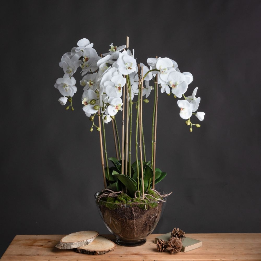 Orchid in Glass Pot - Large - White