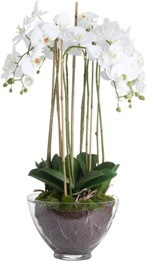 Orchid in Glass Pot - Large - White