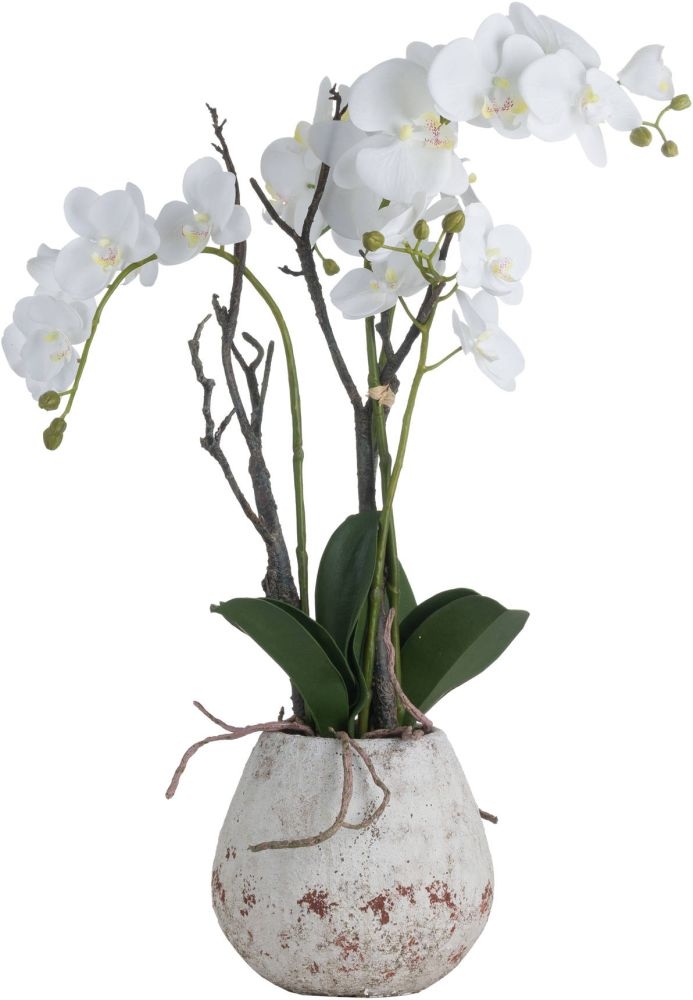 Orchid in Stone Pot - White