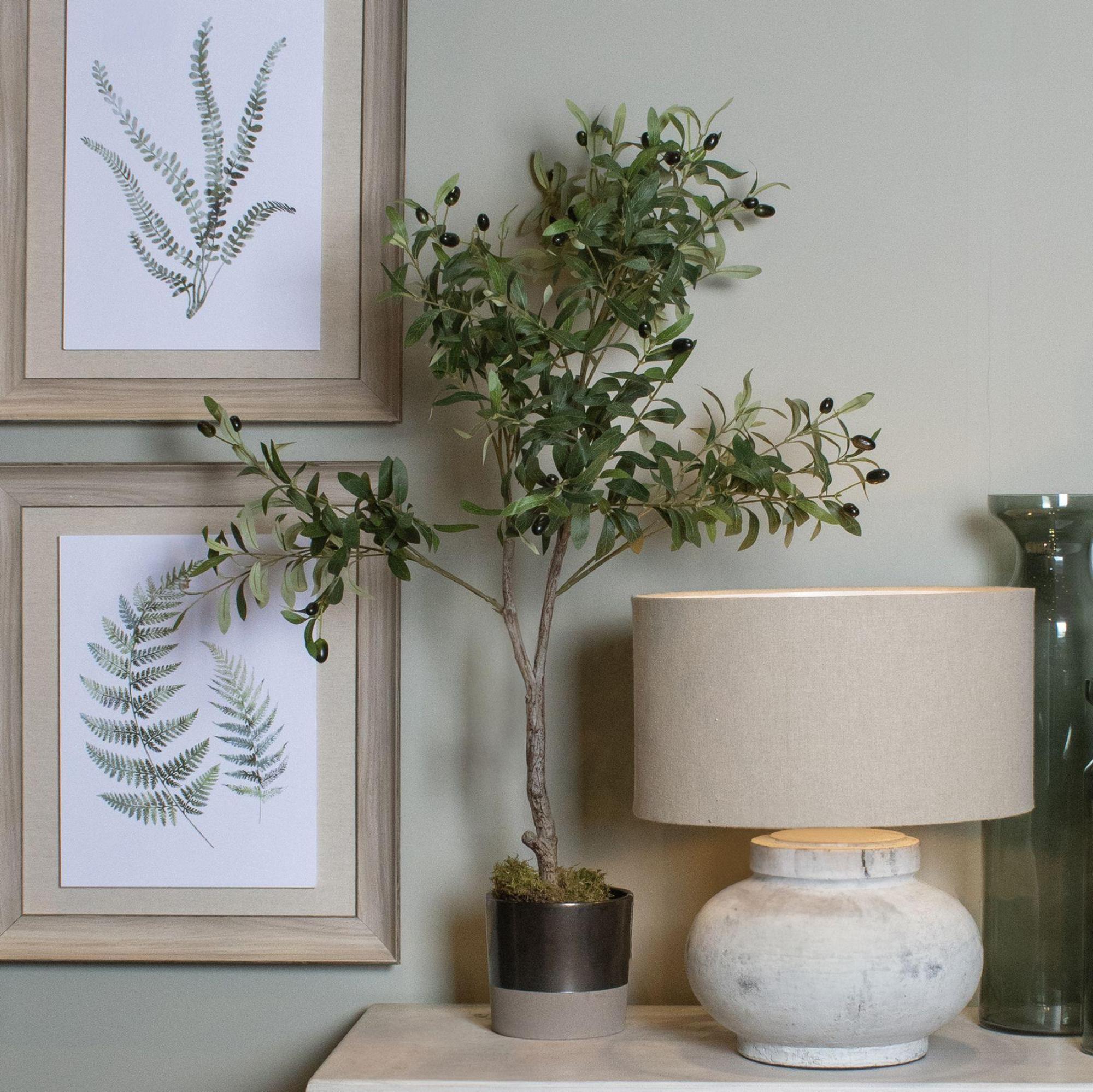 Calabria - Olive Tree - Small