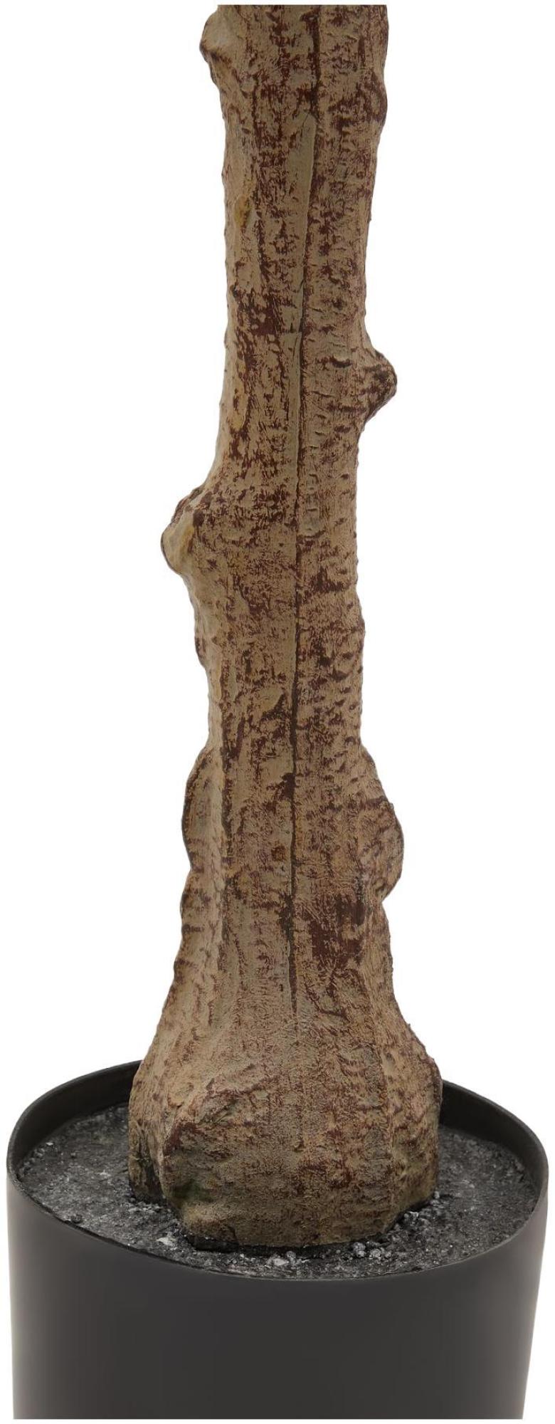 Calabria - Olive Tree