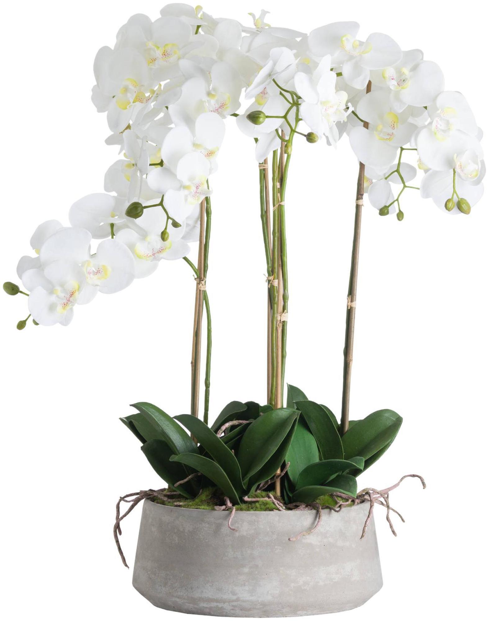 Orchid in Glass Pot - Large - White