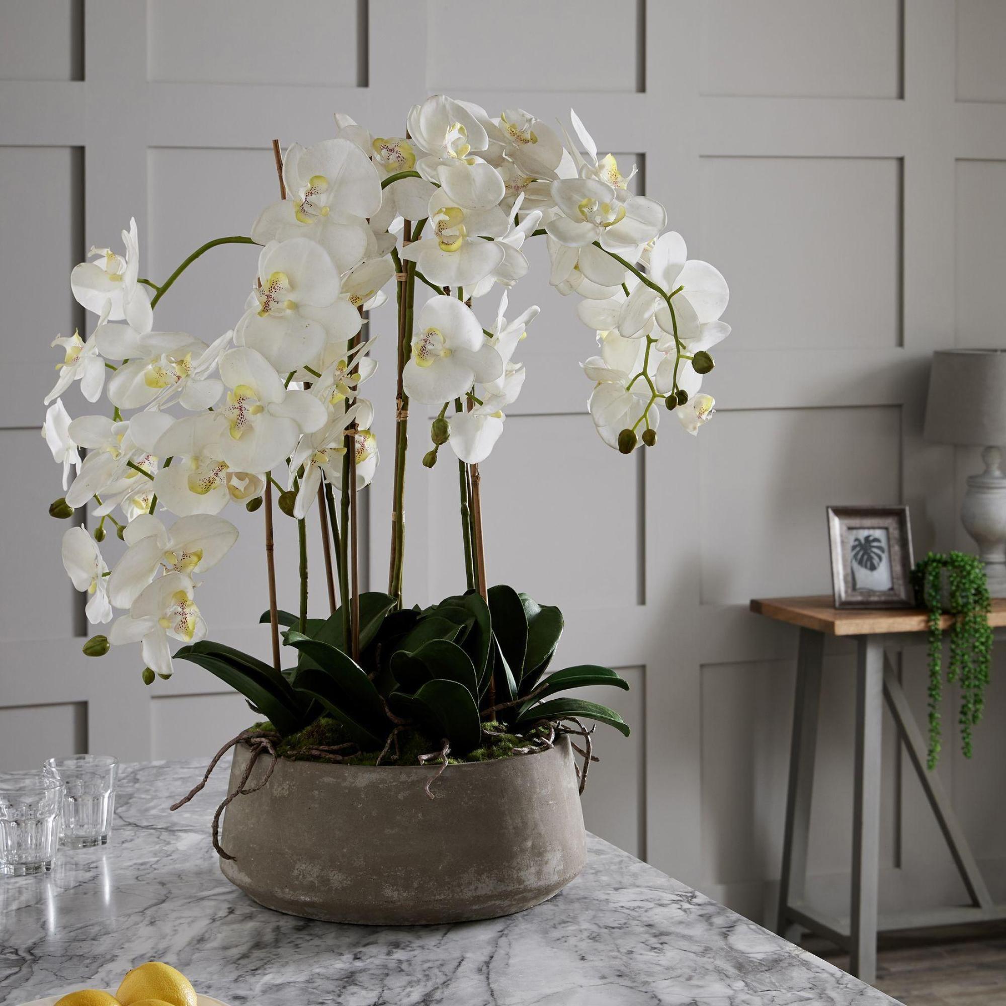 Orchid in Glass Pot - Large - White