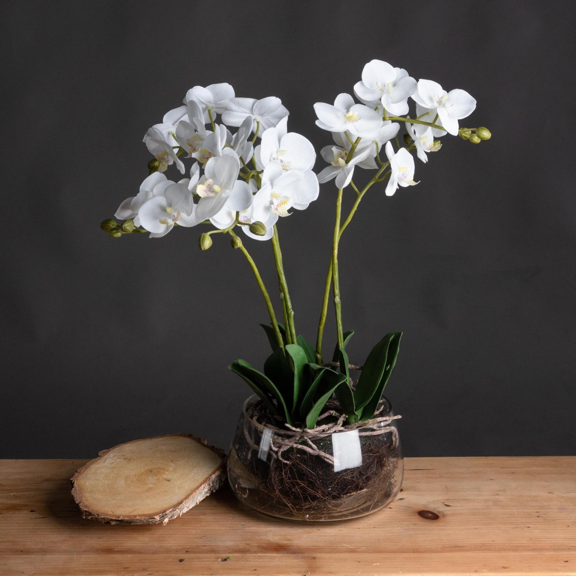 White Orchid in Glass Pot