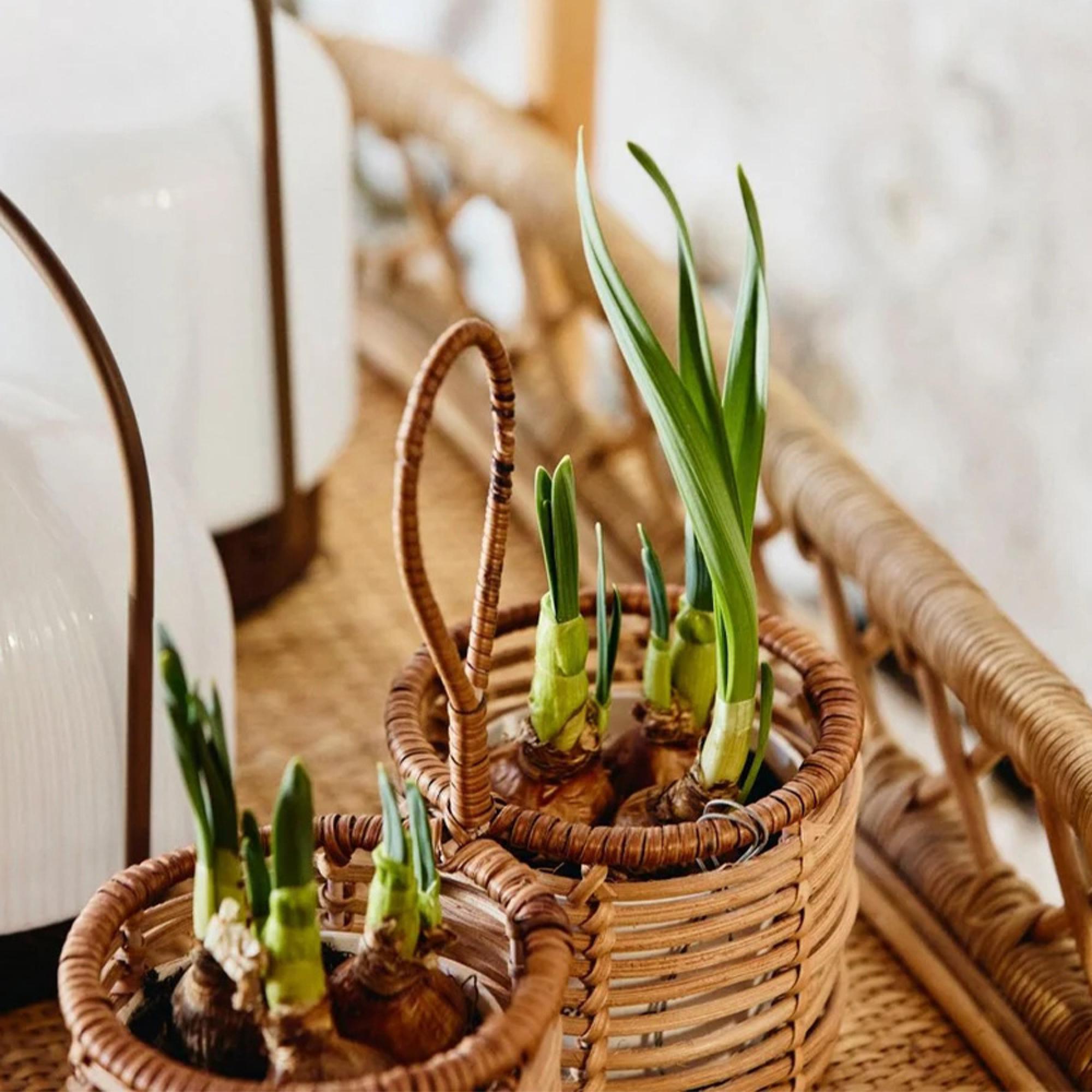 Liri Trolley - Natural - Rattan