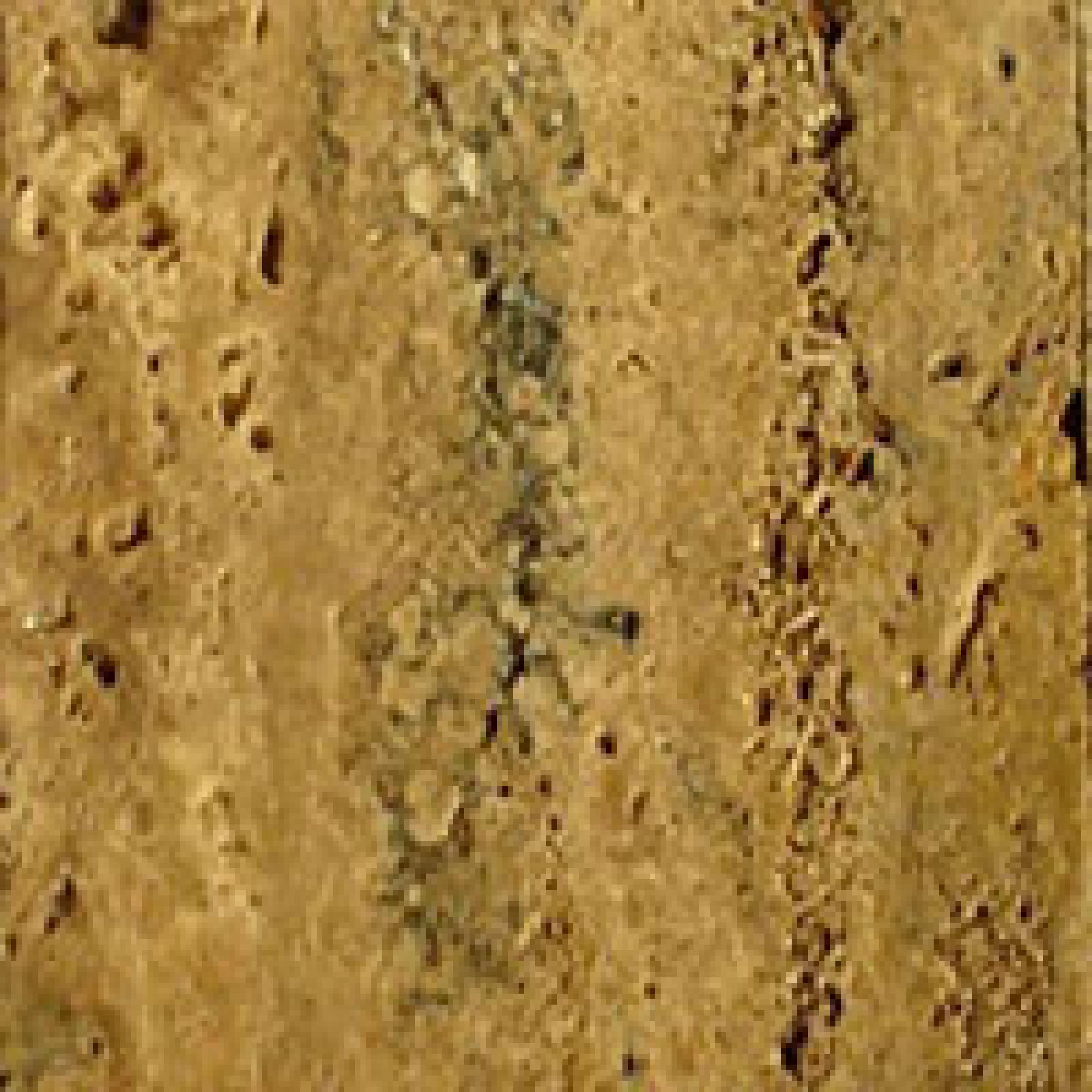WTG : Unfilled/ Unpolished Walnut Travertine