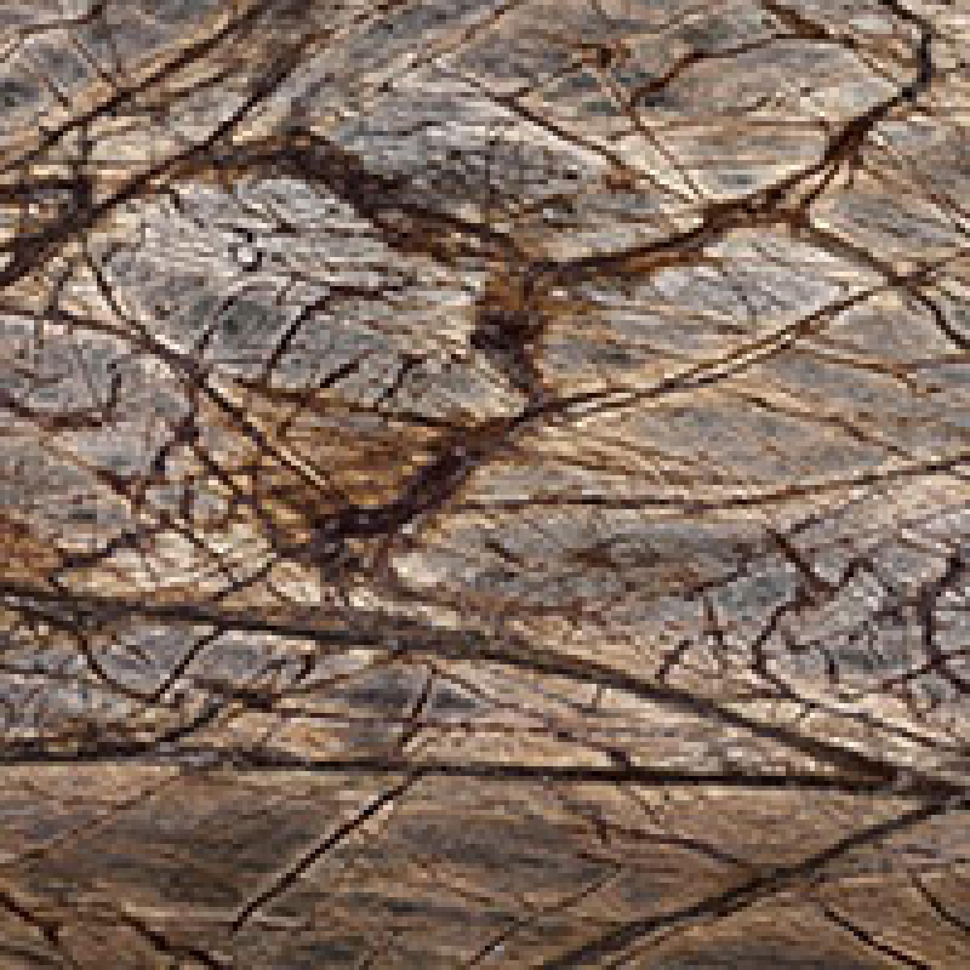 FB : Forest Brunello