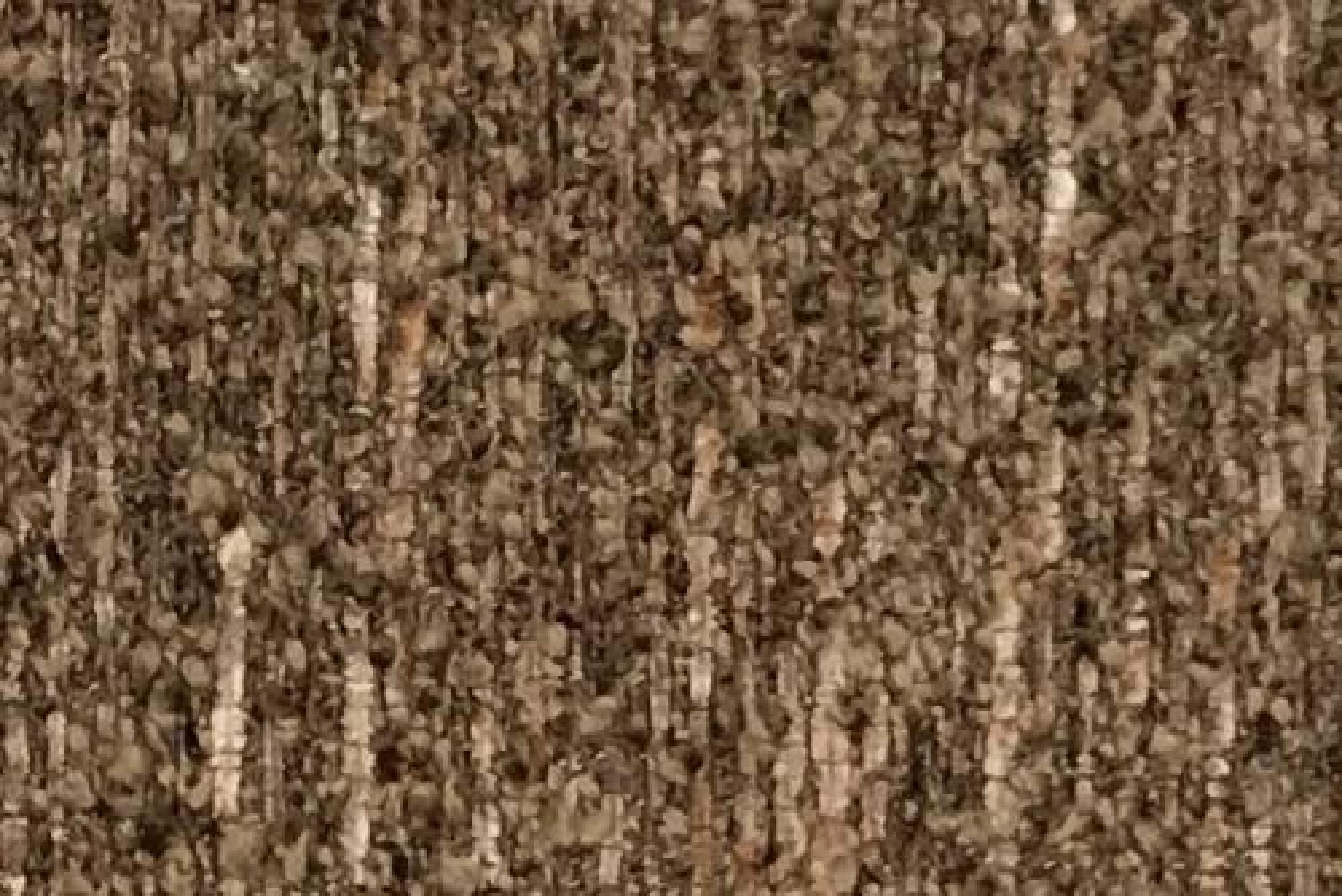 Plain : Danube Sparrow