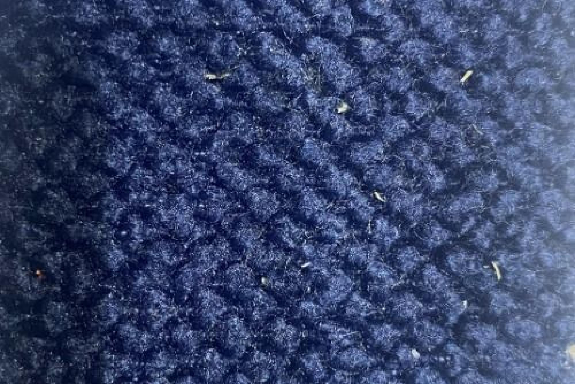 Band C : Greenock Navy