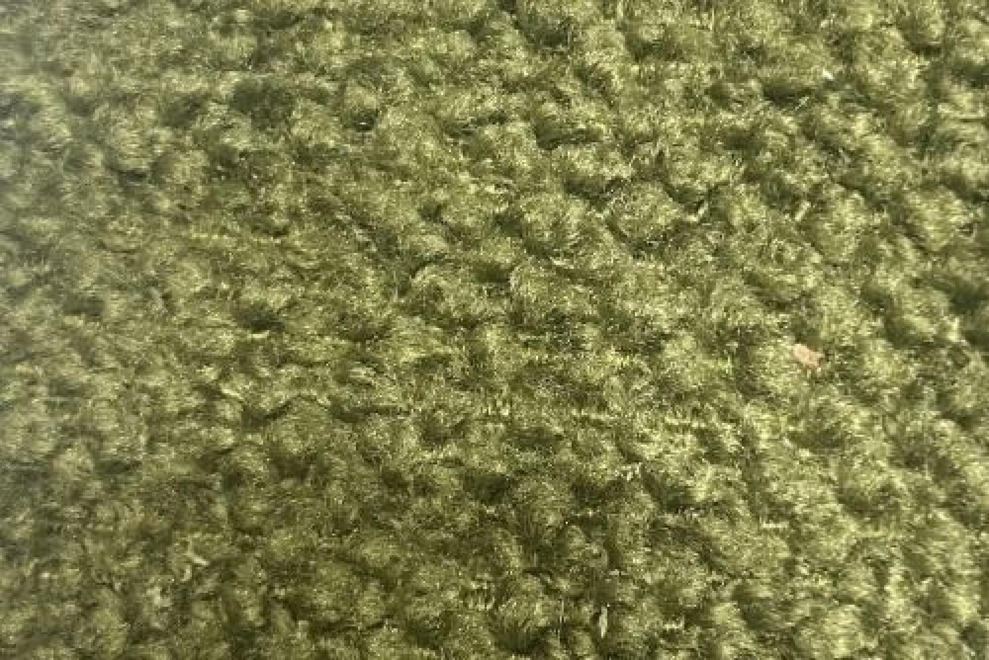 Band C : Greenock Huntergreen