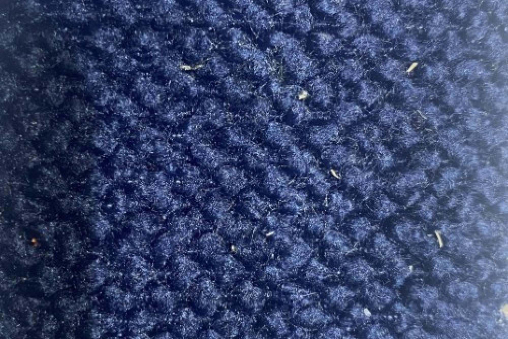 Band C : Greenock Navy