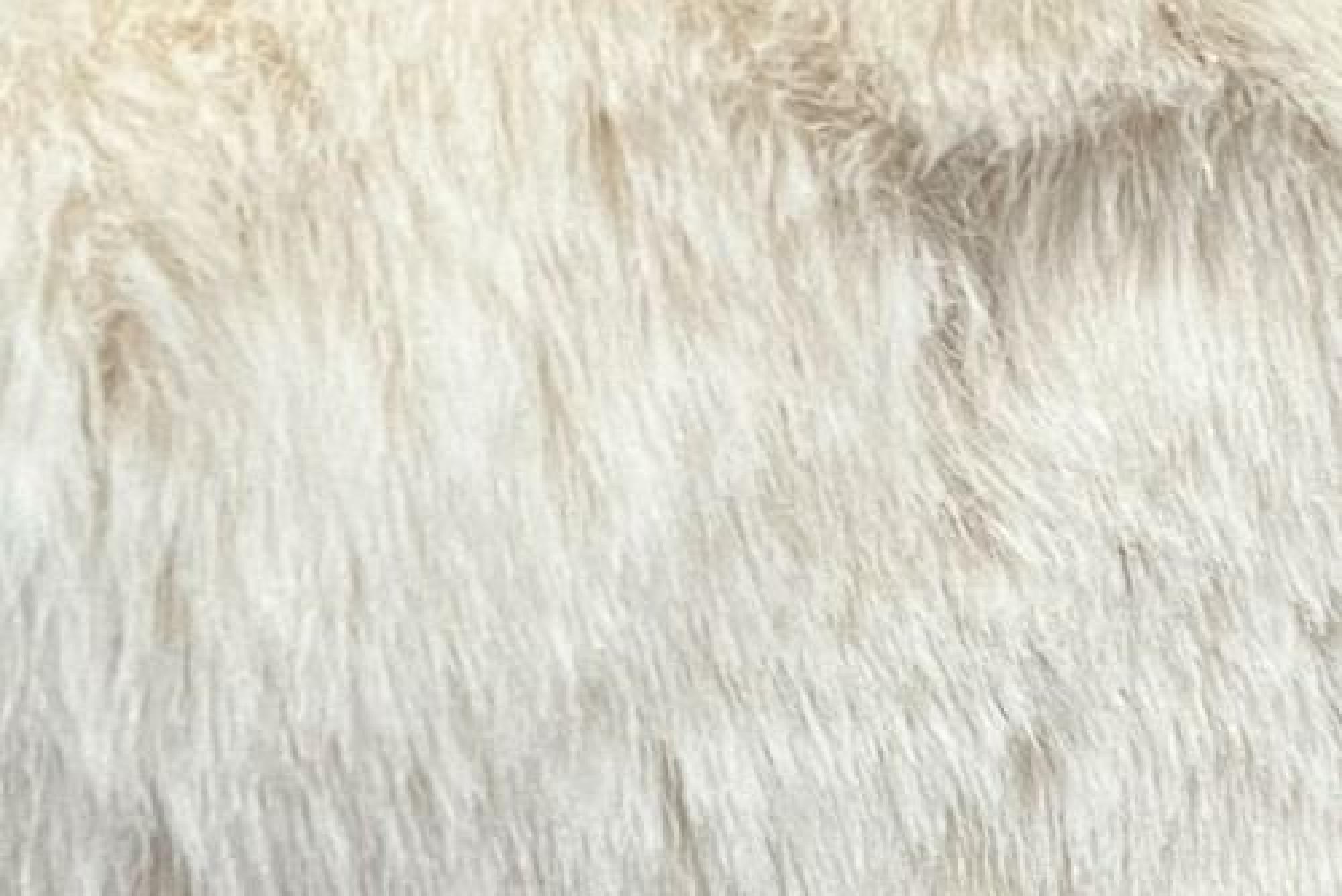 Band Superior : Bear Ivory