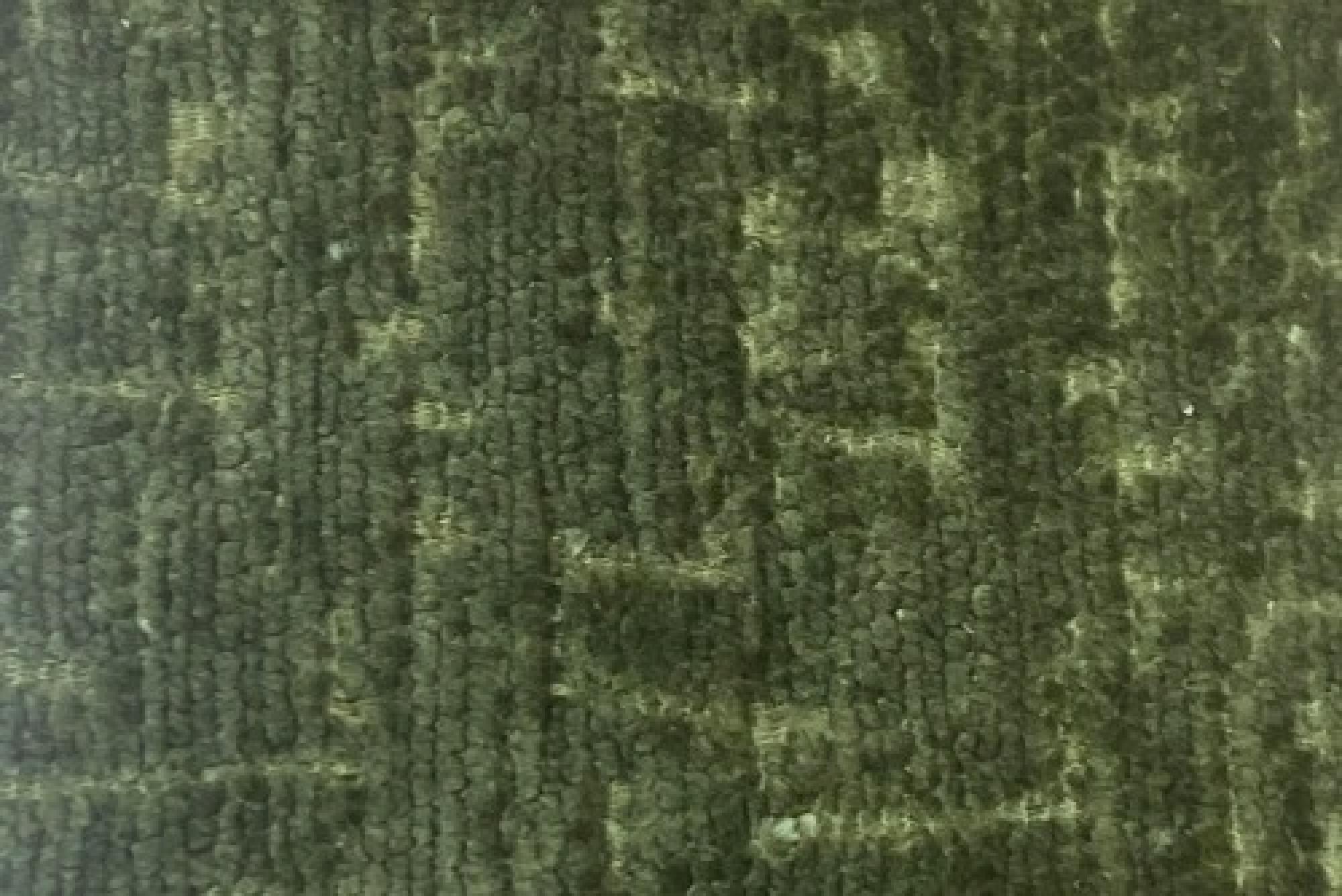 Band D : Titus Olive