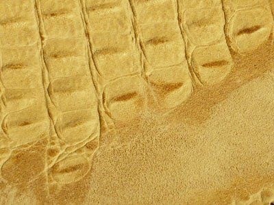 476 Cat 4B : Embossed Crocodile Champagne