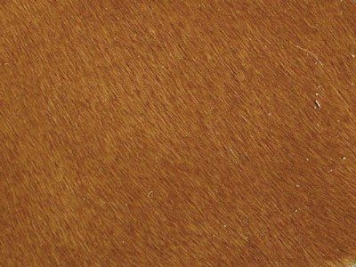 513 Cat 5 : Pony Bay