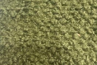 Band C : Greenock Huntergreen