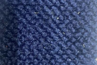 Band C : Greenock Navy