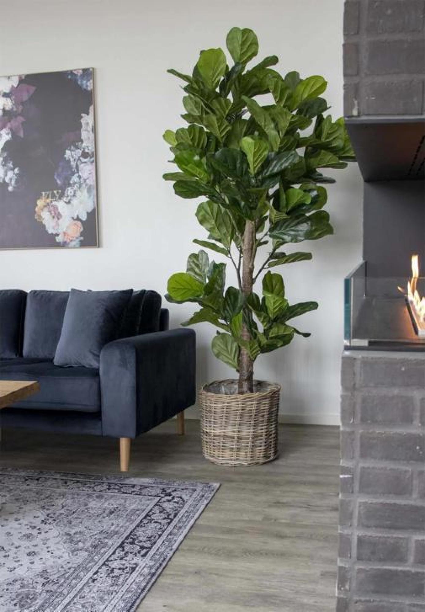 Product photograph of Montesano Green Fiddle Leaf Tree - 93cm X 190cm from Choice Furniture Superstore.