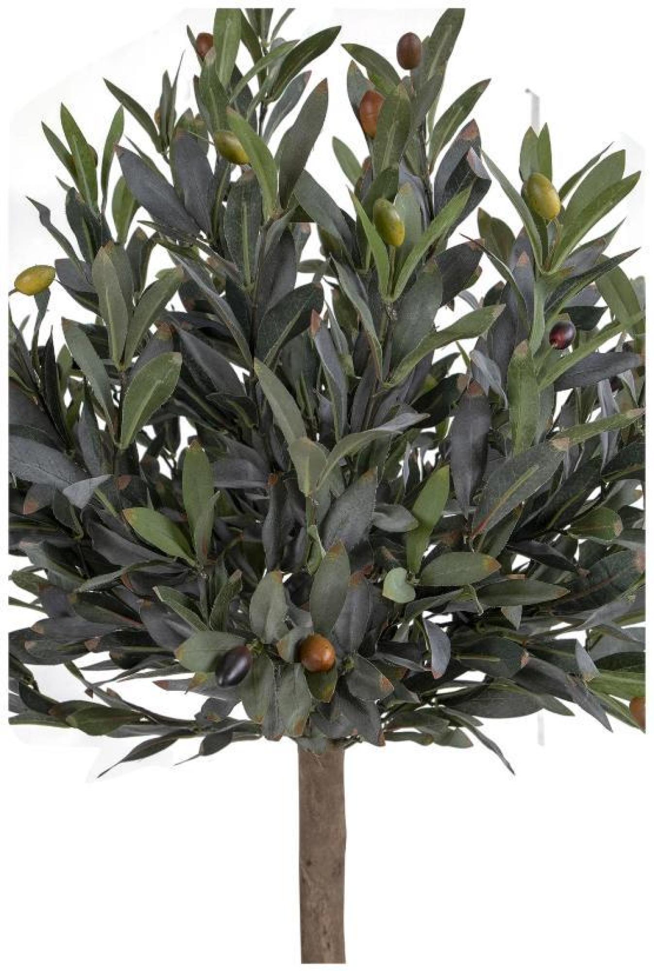 Product photograph of Green Olive Tree from Choice Furniture Superstore.