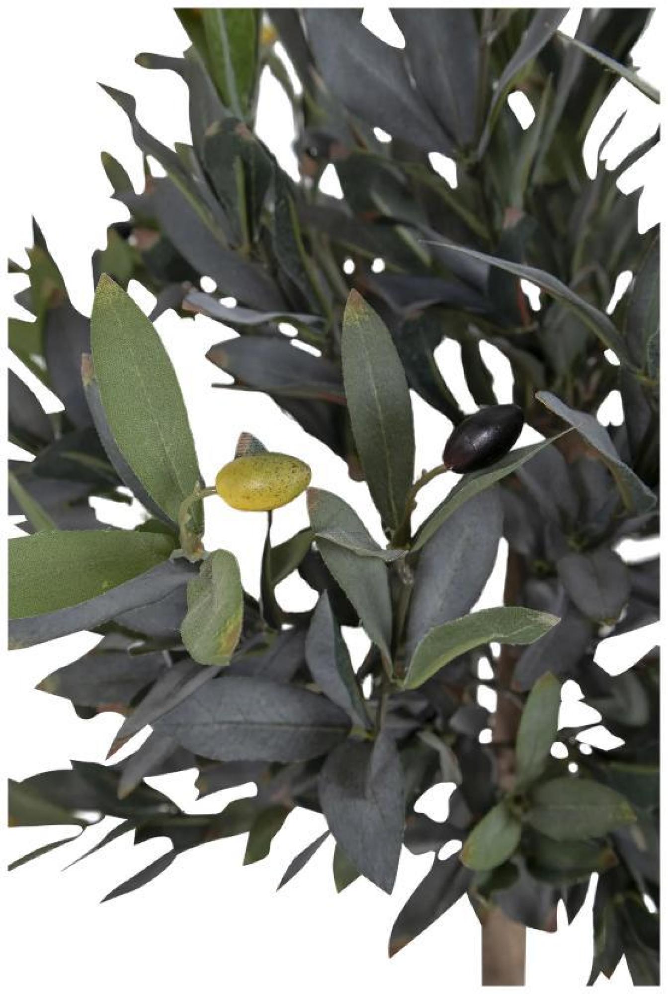 Product photograph of Green Olive Tree from Choice Furniture Superstore.