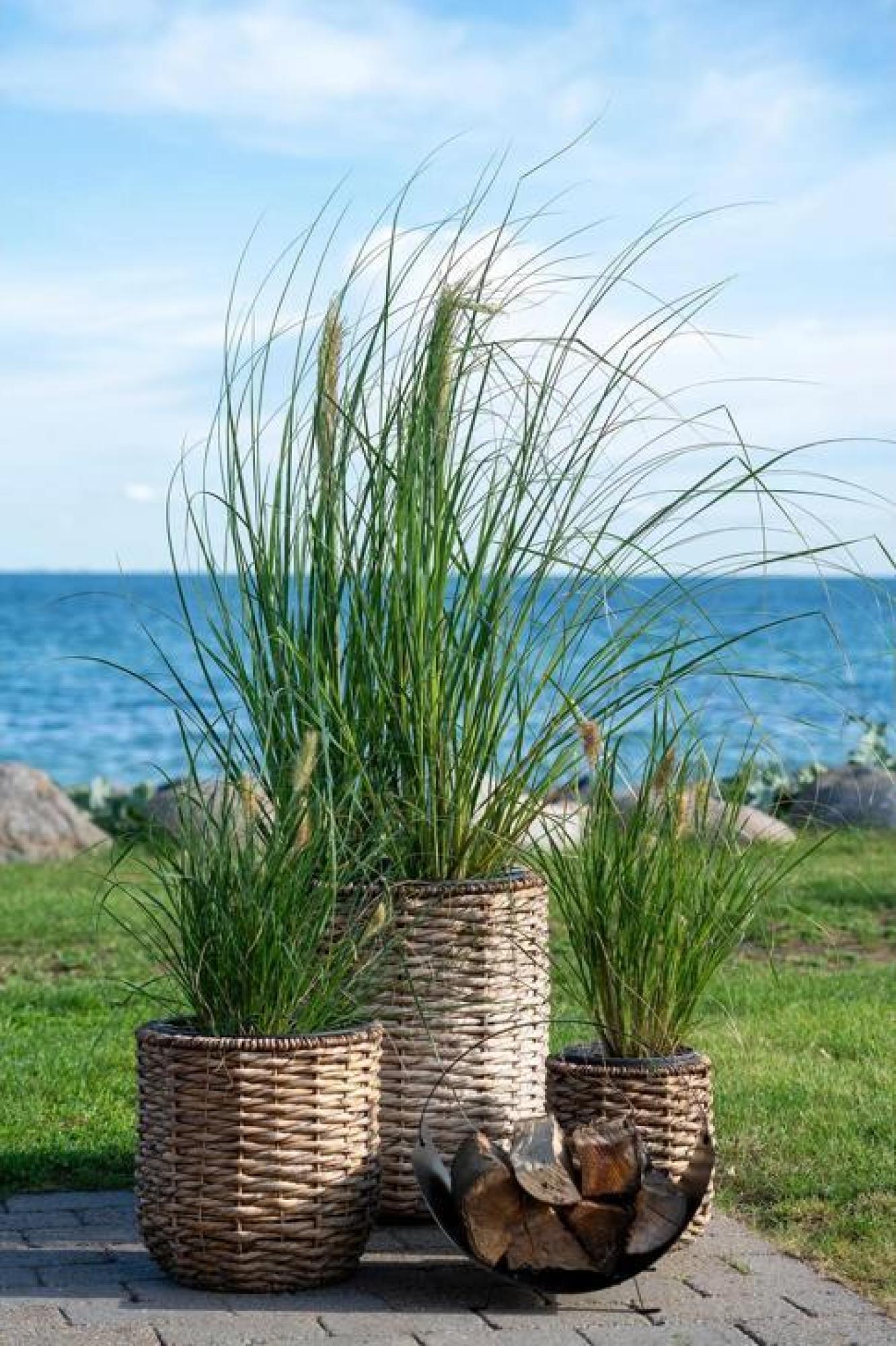 Product photograph of Hanoi Natural Waterhyacinth Set Of 3 Planters from Choice Furniture Superstore.