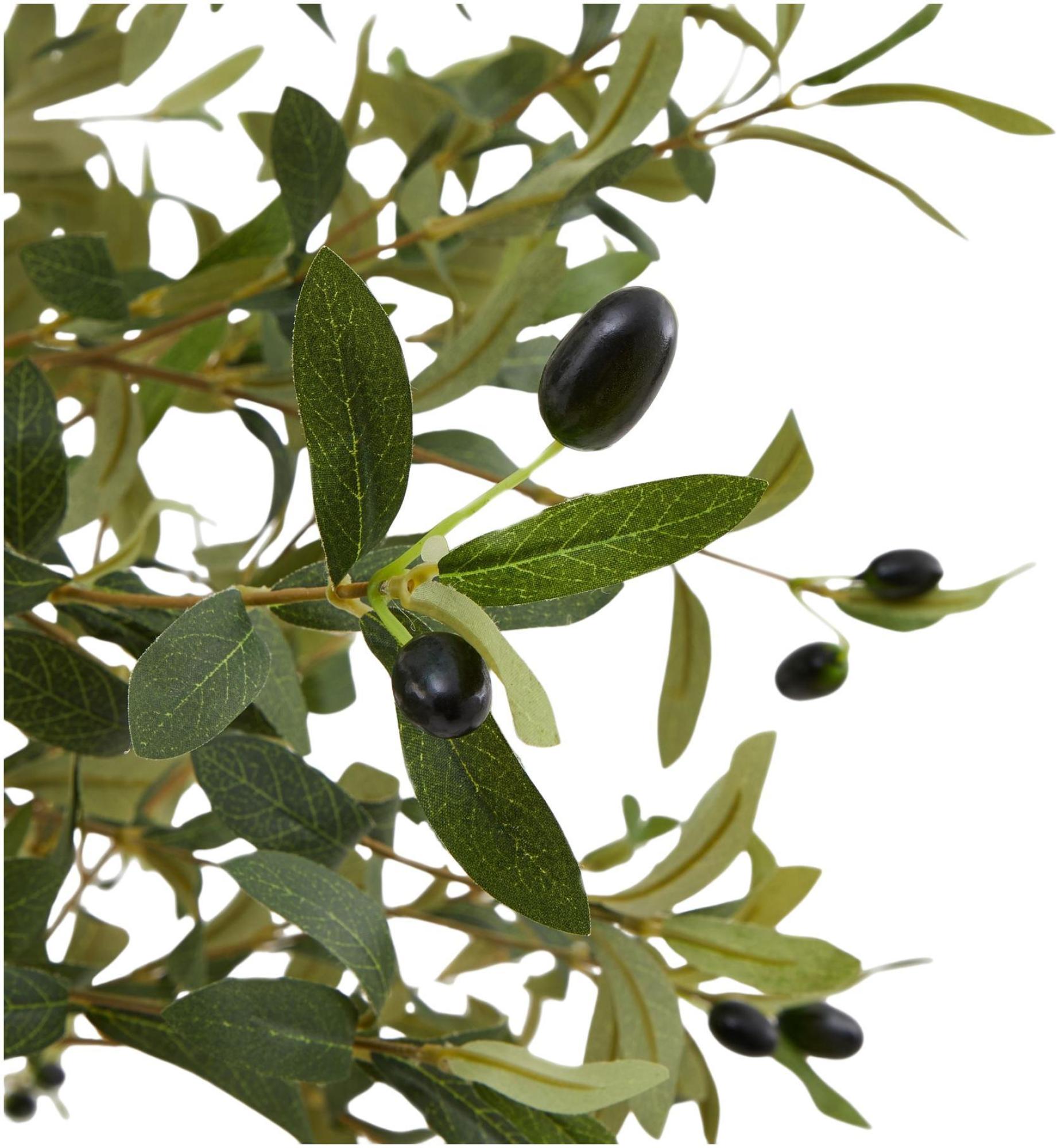 Product photograph of Calabria Olive Tree from Choice Furniture Superstore.