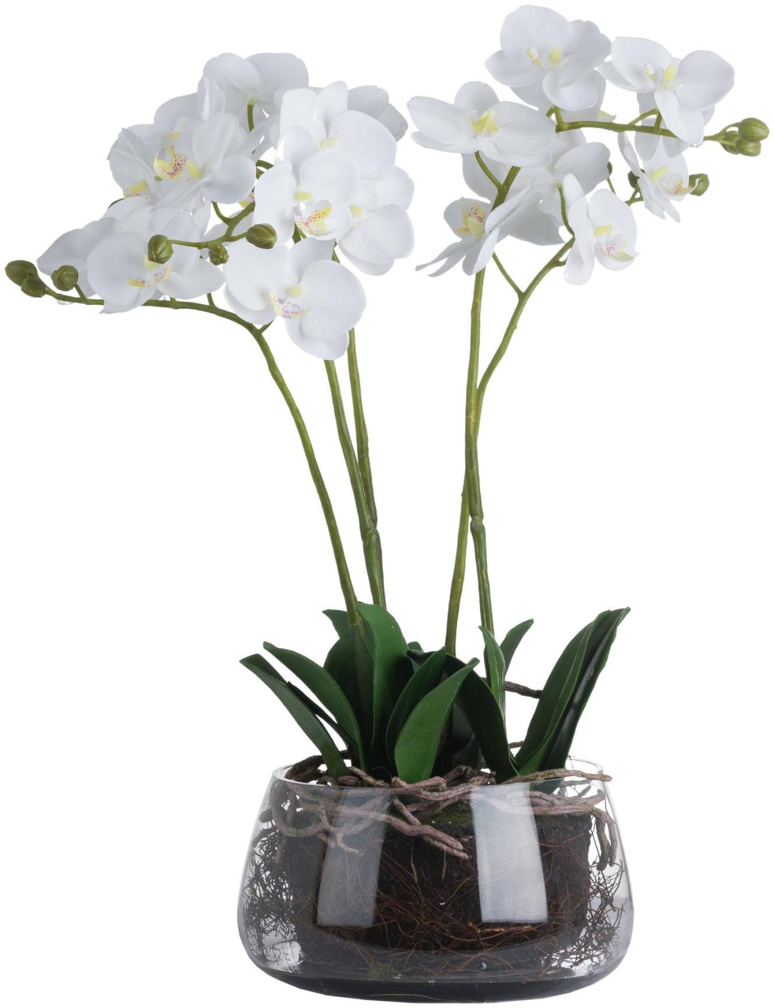 Product photograph of White Orchid In Glass Pot from Choice Furniture Superstore.