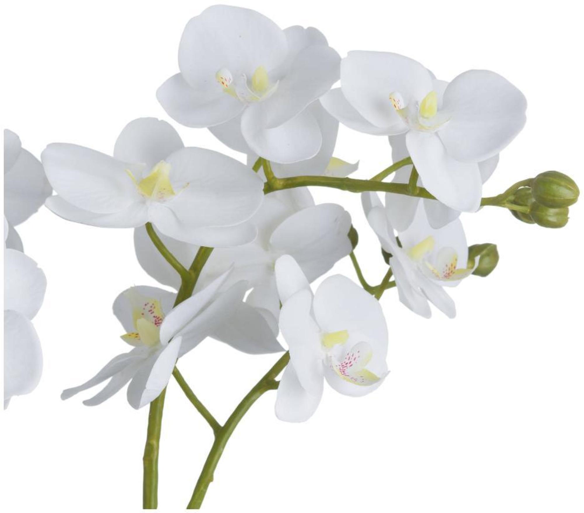 Product photograph of White Orchid In Glass Pot from Choice Furniture Superstore.