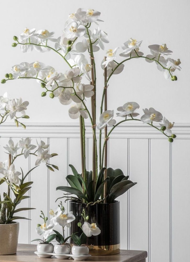 Product photograph of Orchid White With Black Gold Pot from Choice Furniture Superstore.