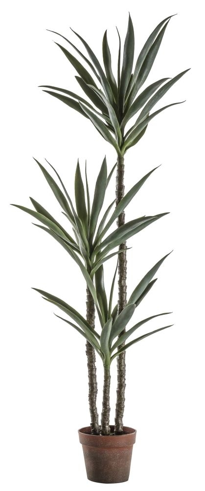 Product photograph of Small Yucca Tree from Choice Furniture Superstore.