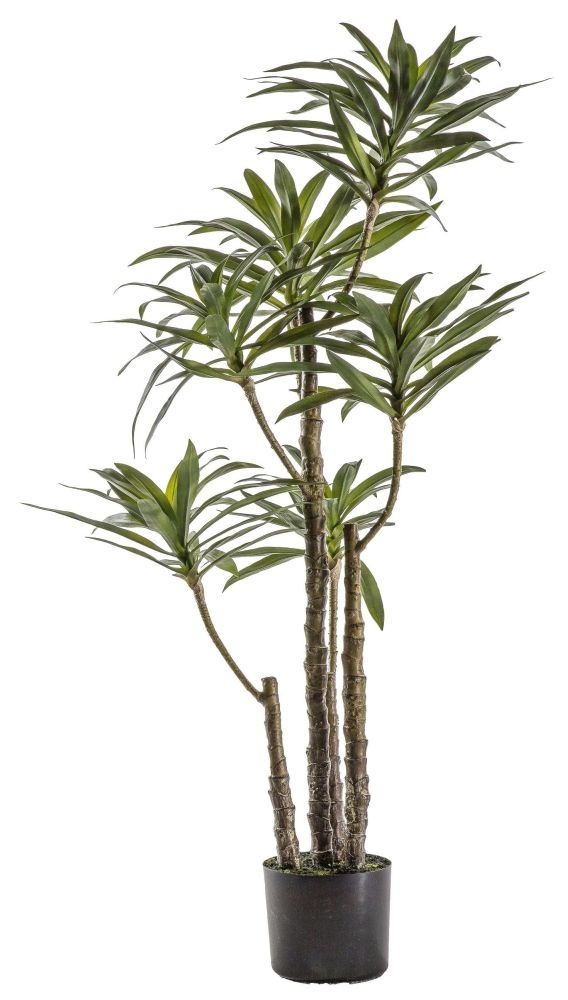 Product photograph of Large Yucca Tree from Choice Furniture Superstore.