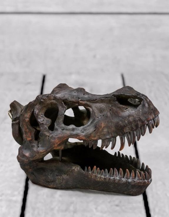 Product photograph of Large T-rex Skull Wall Head from Choice Furniture Superstore.
