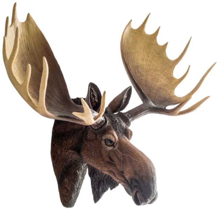 Product photograph of Large Moose Wall Head from Choice Furniture Superstore.
