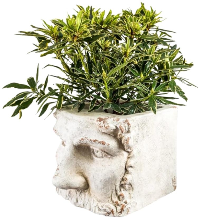 Large Classical Face Planter