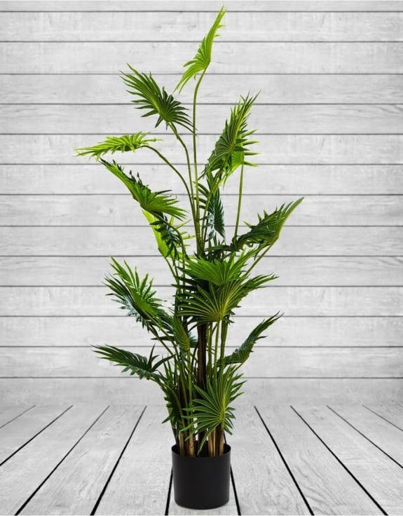 Product photograph of Ornamental Fan Palm Tree In Black Pot from Choice Furniture Superstore.