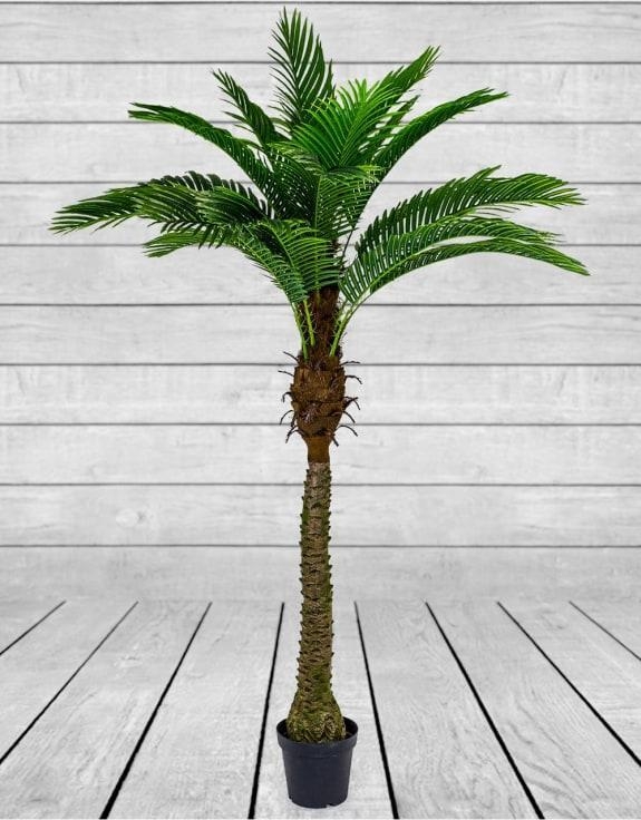 Product photograph of Ornamental Large Palm Tree In Black Pot from Choice Furniture Superstore.