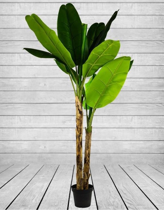 Product photograph of Large Ornamental Banana Tree In Black Pot from Choice Furniture Superstore.